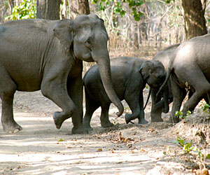 Uttaranchal_elephants_300