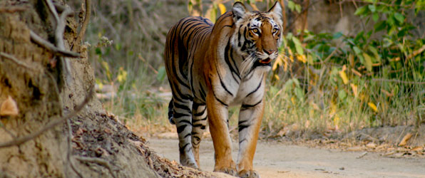 Uttaranchal_tiger_596