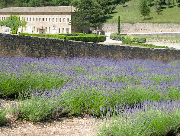 lavender-Senanque Abbey