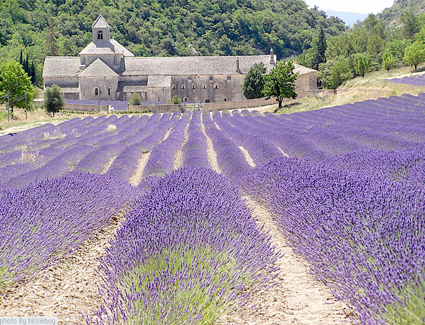 Provence enthralled us with its lovely lavender fields, brilliant with color and scented with waves of luscious perfumed air.