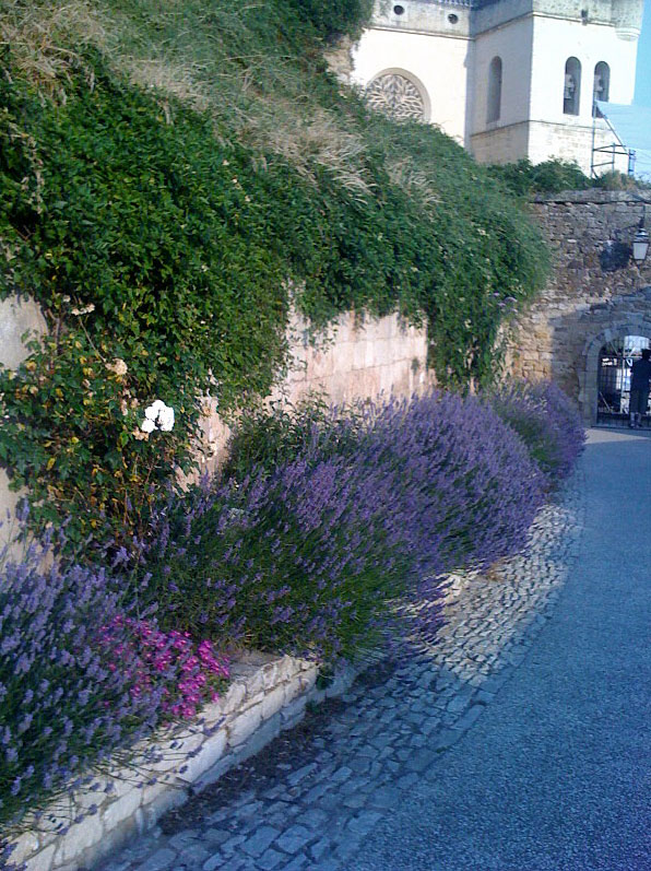 lavender-border Grignan Castle