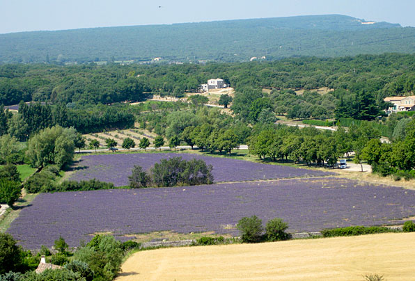 lavender-field in Grignan France