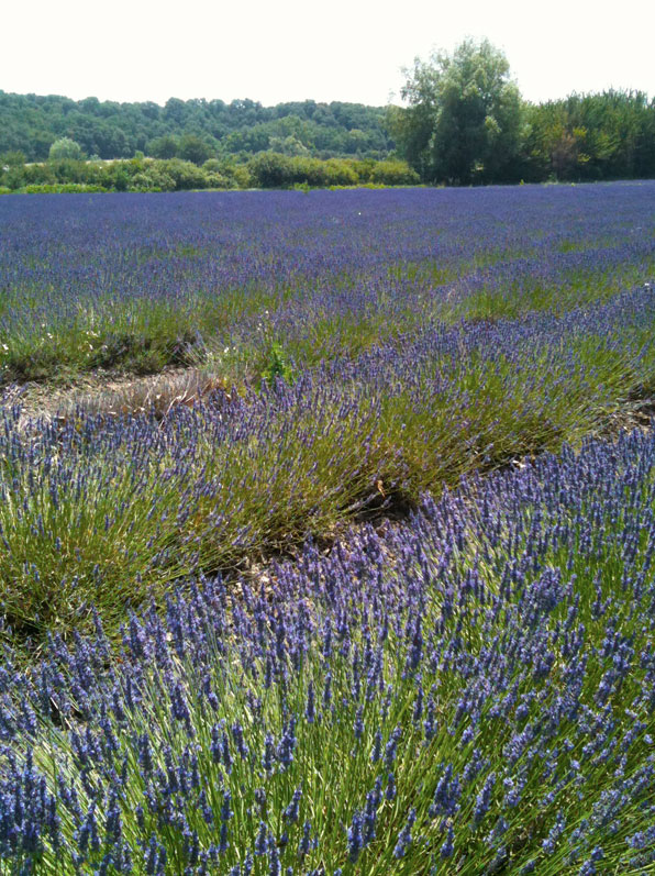 lavender-Village of Grignan
