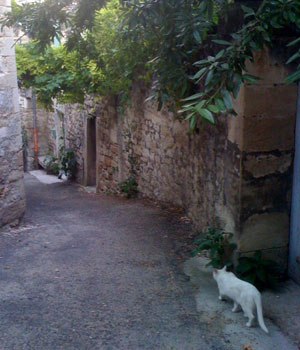 White Cats in Provence
