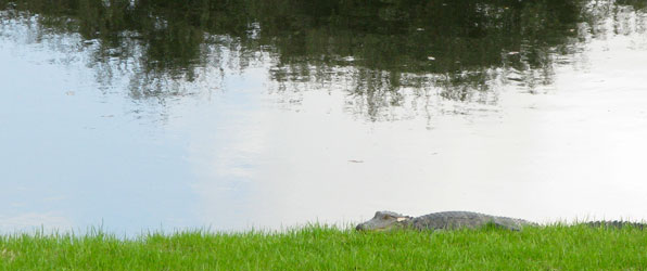 Alligators spotted in Middleton Gardens