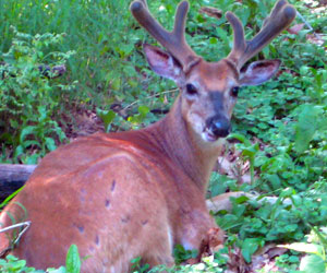 Deer Spotting at Shenandoah National Park