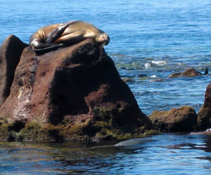 Sea Lions Colony Baja California