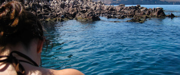 Swimming with Sea Lions in the Sea of Cortez