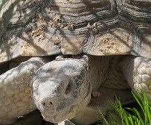 Tortoise Spotting in Vegas