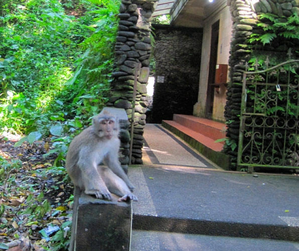 Macaque, Monkey Forest, Ubad Bali