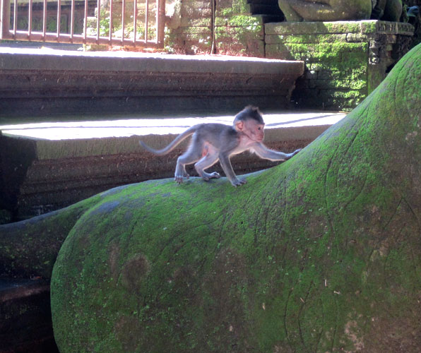 Baby monkey at the Sacred Forest in Bali