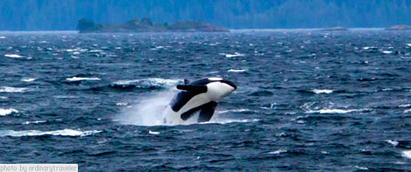 Whale Watching on Vancouver Island