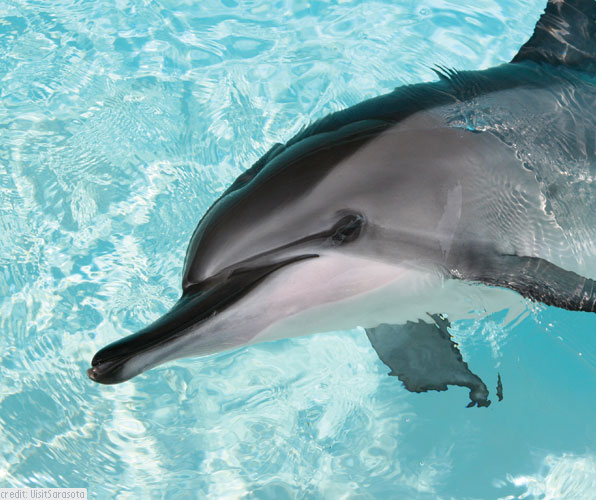Sarasota Getaway with Moonshine the Dolphin