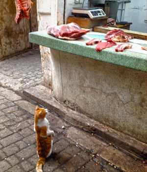 Cat Treats in the Medina