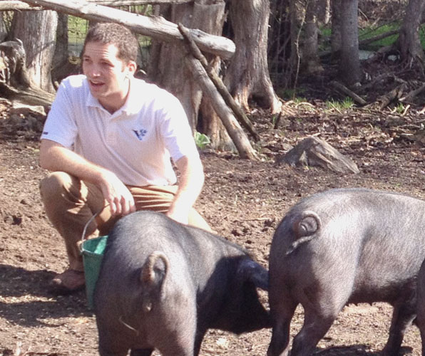 Viamede Resort's Tamworth Pigs