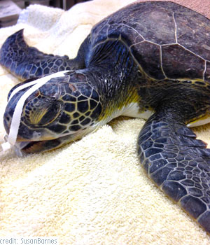 Palm Beach Turtle, Loggerhead Marinelife Center